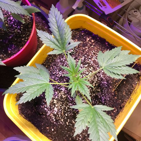 Sunset Sherbert growlog timeline photo