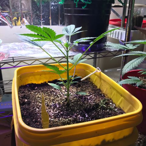Sunset Sherbert growlog timeline photo