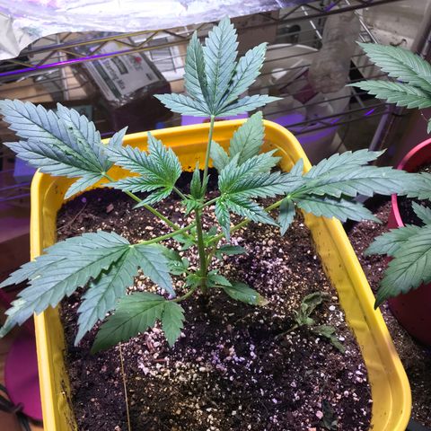 Sunset Sherbert growlog timeline photo
