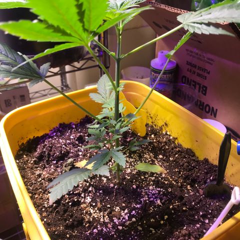 Sunset Sherbert growlog timeline photo