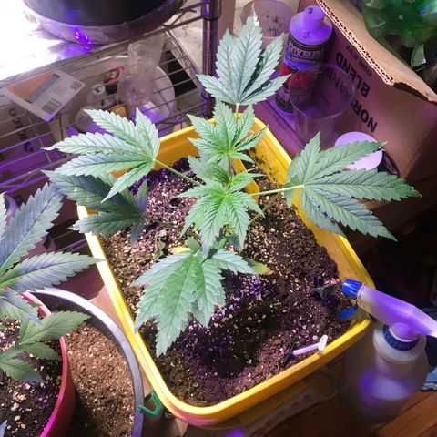 Sunset Sherbert growlog timeline photo