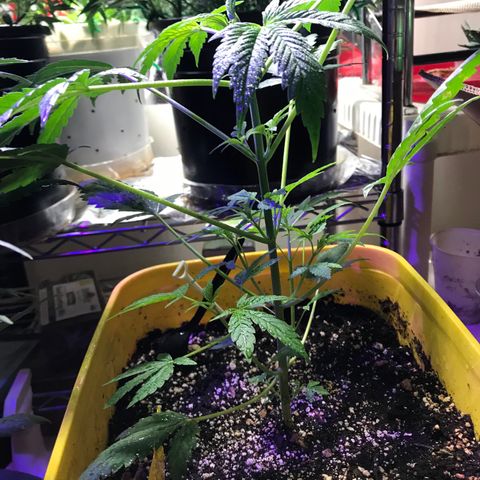 Sunset Sherbert growlog timeline photo