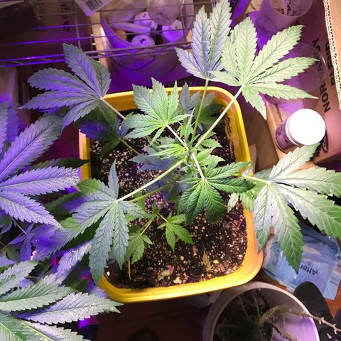 Sunset Sherbert growlog timeline photo
