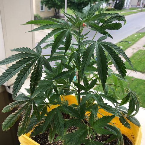 Sunset Sherbert growlog timeline photo