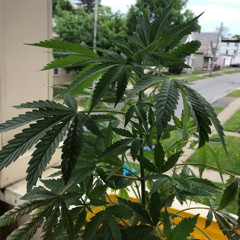 Sunset Sherbert growlog timeline photo