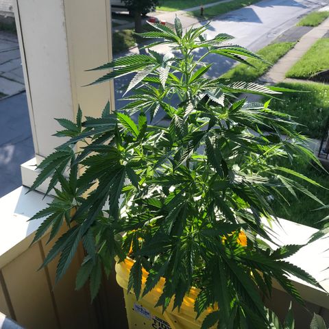 Sunset Sherbert growlog timeline photo