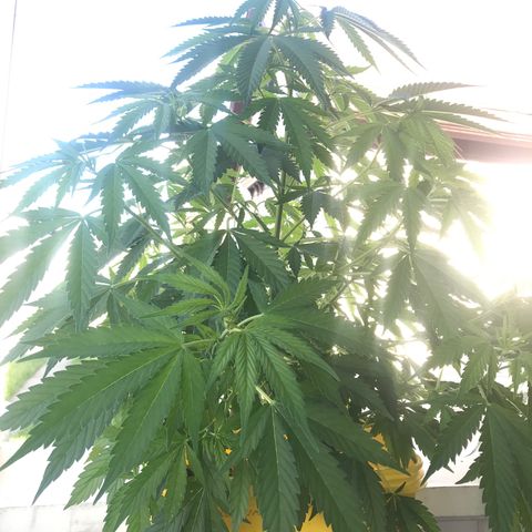 Sunset Sherbert growlog timeline photo