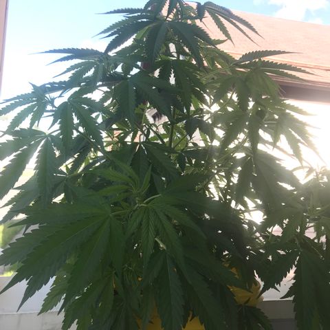 Sunset Sherbert growlog timeline photo