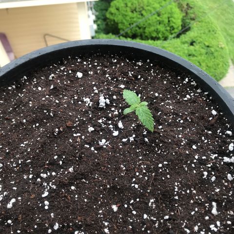 Runtz XL Auto growlog timeline photo