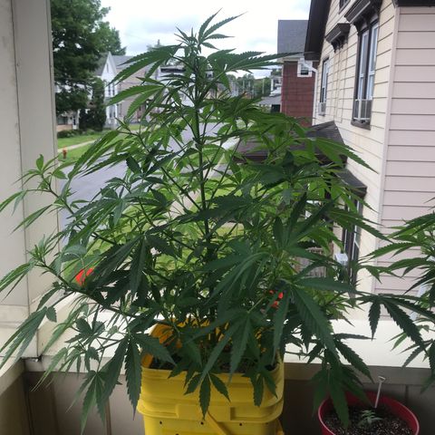Sunset Sherbert growlog timeline photo