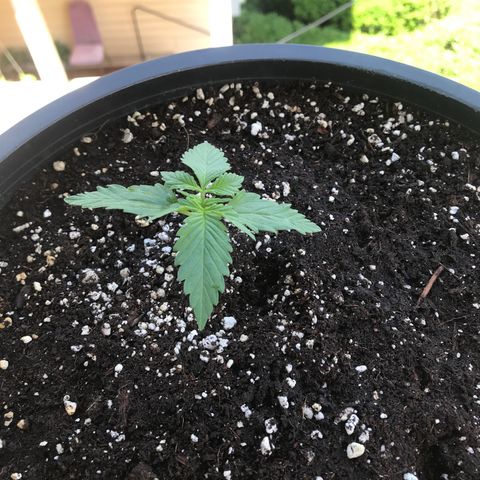 Runtz XL Auto growlog timeline photo