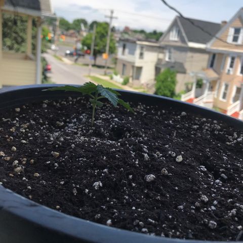 Runtz XL Auto growlog timeline photo