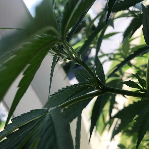 Sunset Sherbert growlog timeline photo