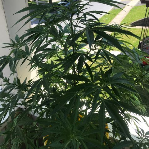 Sunset Sherbert growlog timeline photo