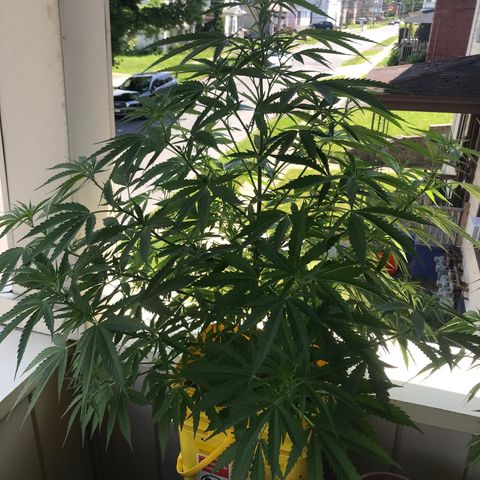 Sunset Sherbert growlog timeline photo