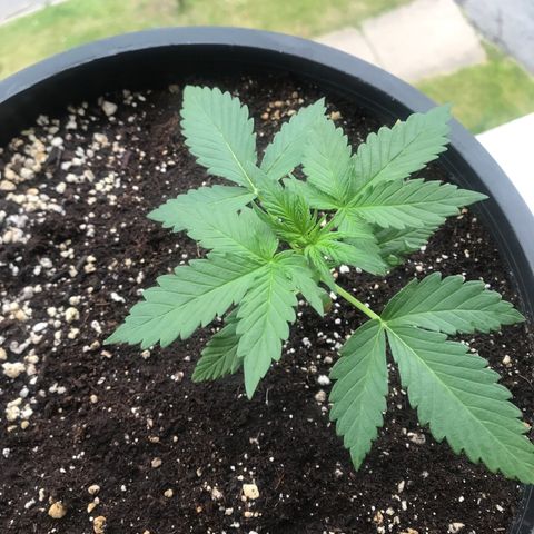 Runtz XL Auto growlog timeline photo