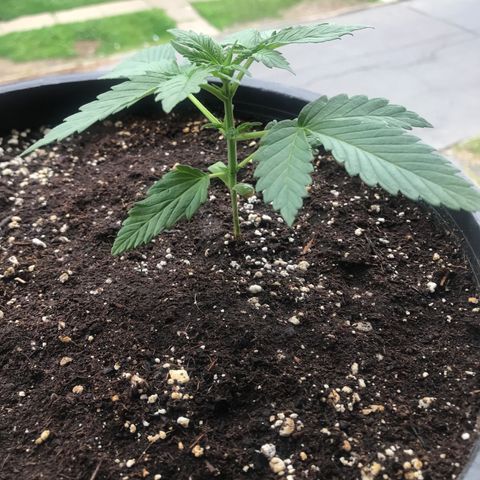 Runtz XL Auto growlog timeline photo
