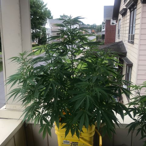 Sunset Sherbert growlog timeline photo