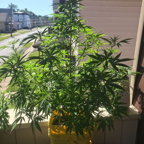 Sunset Sherbert growlog timeline photo