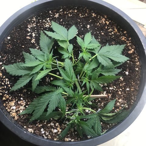Runtz XL Auto growlog timeline photo