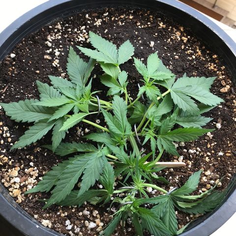 Runtz XL Auto growlog timeline photo