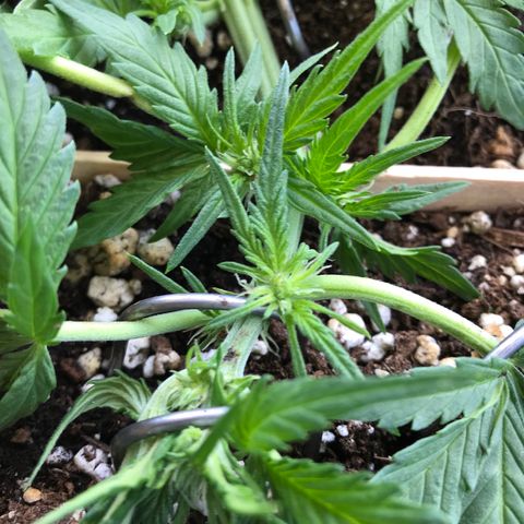 Runtz XL Auto growlog timeline photo