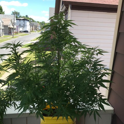 Sunset Sherbert growlog timeline photo