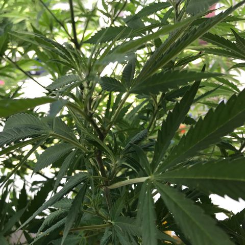 Sunset Sherbert growlog timeline photo