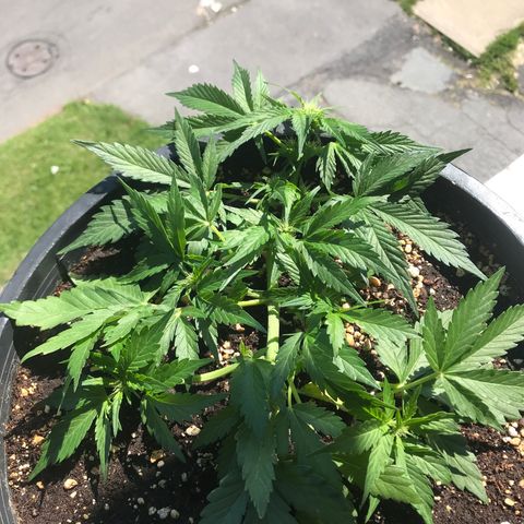 Runtz XL Auto growlog timeline photo