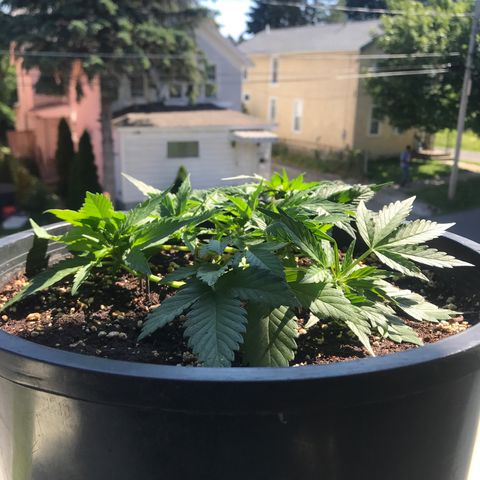 Runtz XL Auto growlog timeline photo