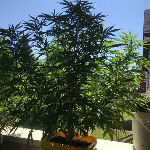 Sunset Sherbert growlog timeline photo