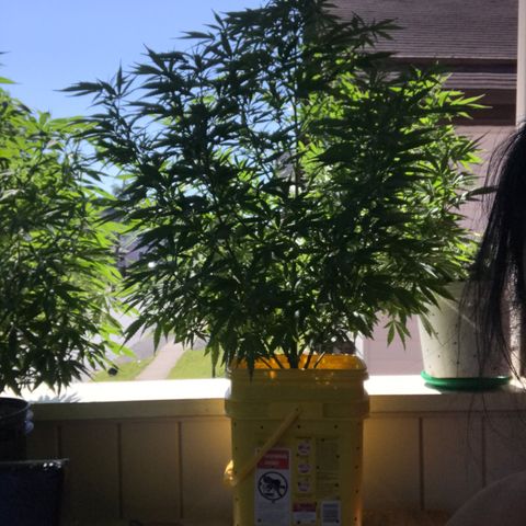 Sunset Sherbert growlog timeline photo