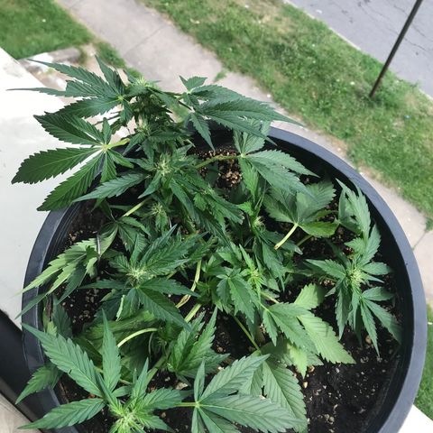 Runtz XL Auto growlog timeline photo