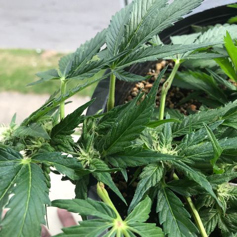Runtz XL Auto growlog timeline photo
