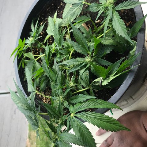 Runtz XL Auto growlog timeline photo