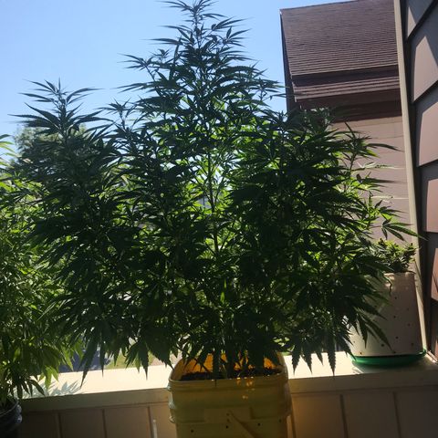 Sunset Sherbert growlog timeline photo