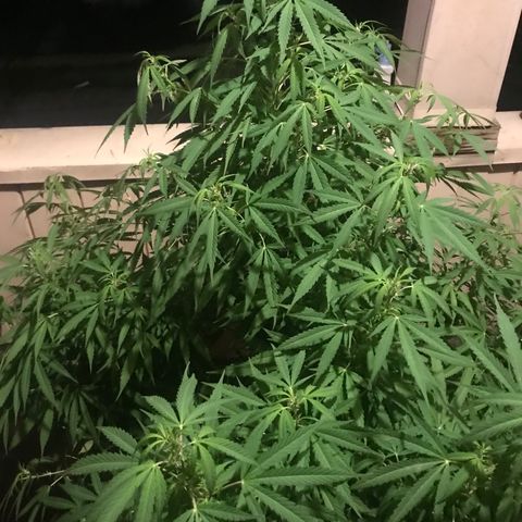 Sunset Sherbert growlog timeline photo