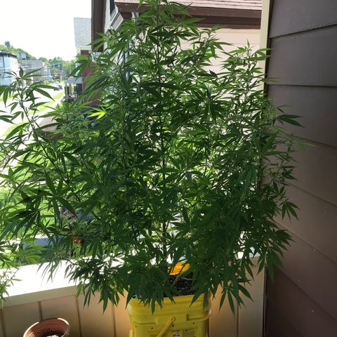 Sunset Sherbert growlog timeline photo