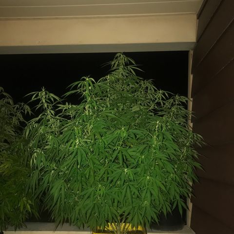 Sunset Sherbert growlog timeline photo