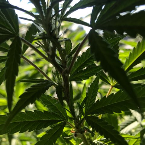 Sunset Sherbert growlog timeline photo