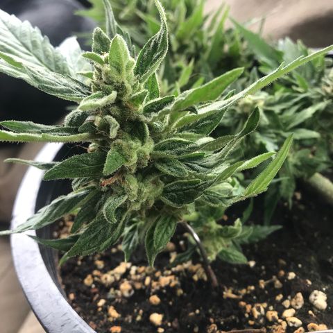 Runtz XL Auto growlog timeline photo