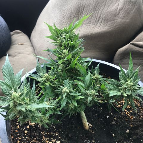 Runtz XL Auto growlog timeline photo