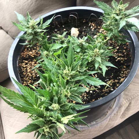 Runtz XL Auto growlog timeline photo
