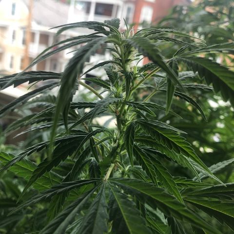 Sunset Sherbert growlog timeline photo