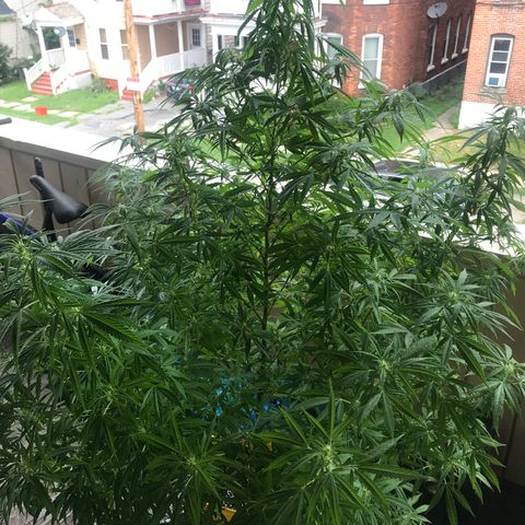 Sunset Sherbert growlog timeline photo