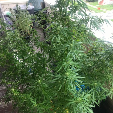 Sunset Sherbert growlog timeline photo