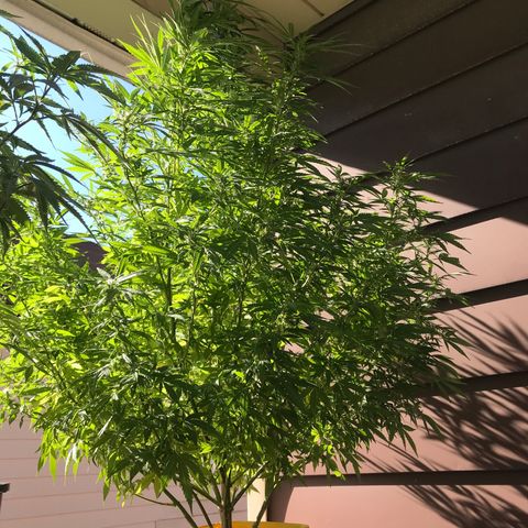Sunset Sherbert growlog timeline photo
