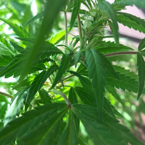Sunset Sherbert growlog timeline photo