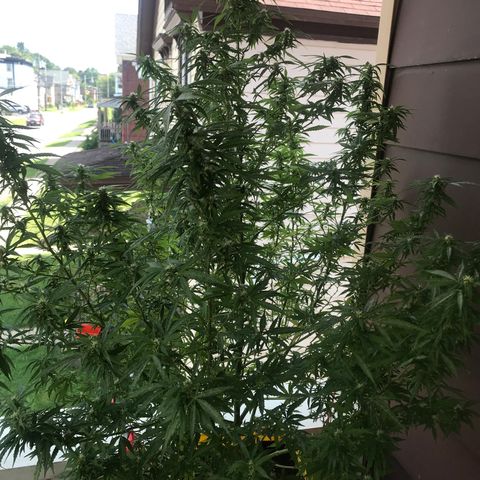 Sunset Sherbert growlog timeline photo