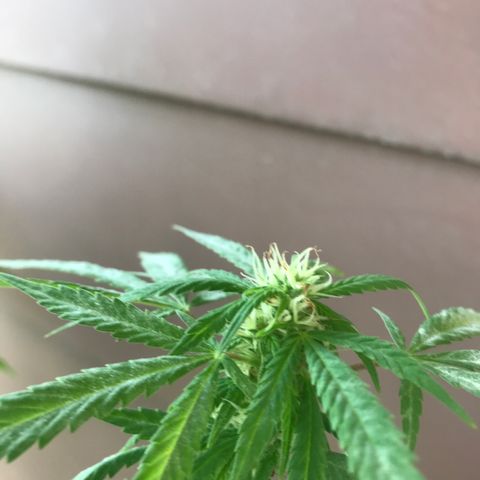 Sunset Sherbert growlog timeline photo